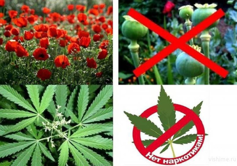 ПАМЯТКА ОБ УГОЛОВНОЙ И АДМИНИСТРАТИВНОЙ ОТВЕТСТВЕННОСТИ ЗА НЕЗАКОННОЕ КУЛЬТИВИРОВАНИЕ РАСТЕНИЙ, СОДЕРЖАЩИХ НАРКОТИЧЕСКИЕ СРЕДСТВА ИЛИ ПСИХОТРОПНЫЕ ВЕЩЕСТВА ЛИБО ИХ ПРЕКУРСОРЫ. ПАМЯТКА ОБ УГОЛОВНОЙ И АДМИНИСТРАТИВНОЙ ОТВЕТСТВЕННОСТИ ЗА НЕЗАКОННОЕ КУЛЬТИВИРОВАНИЕ РАСТЕНИЙ, СОДЕРЖАЩИХ НАРКОТИЧЕСКИЕ СРЕДСТВА ИЛИ ПСИХОТРОПНЫЕ ВЕЩЕСТВА ЛИБО ИХ ПРЕКУРСОРЫ.